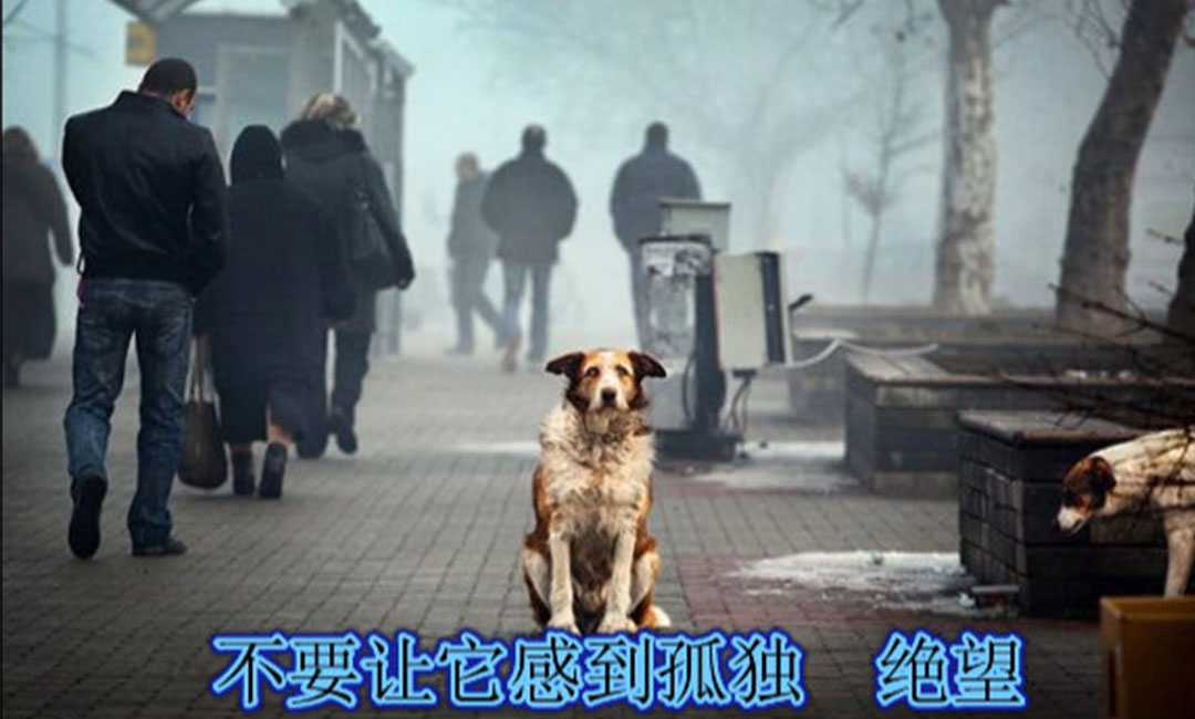 琼中爱影圈微博微信转发案例